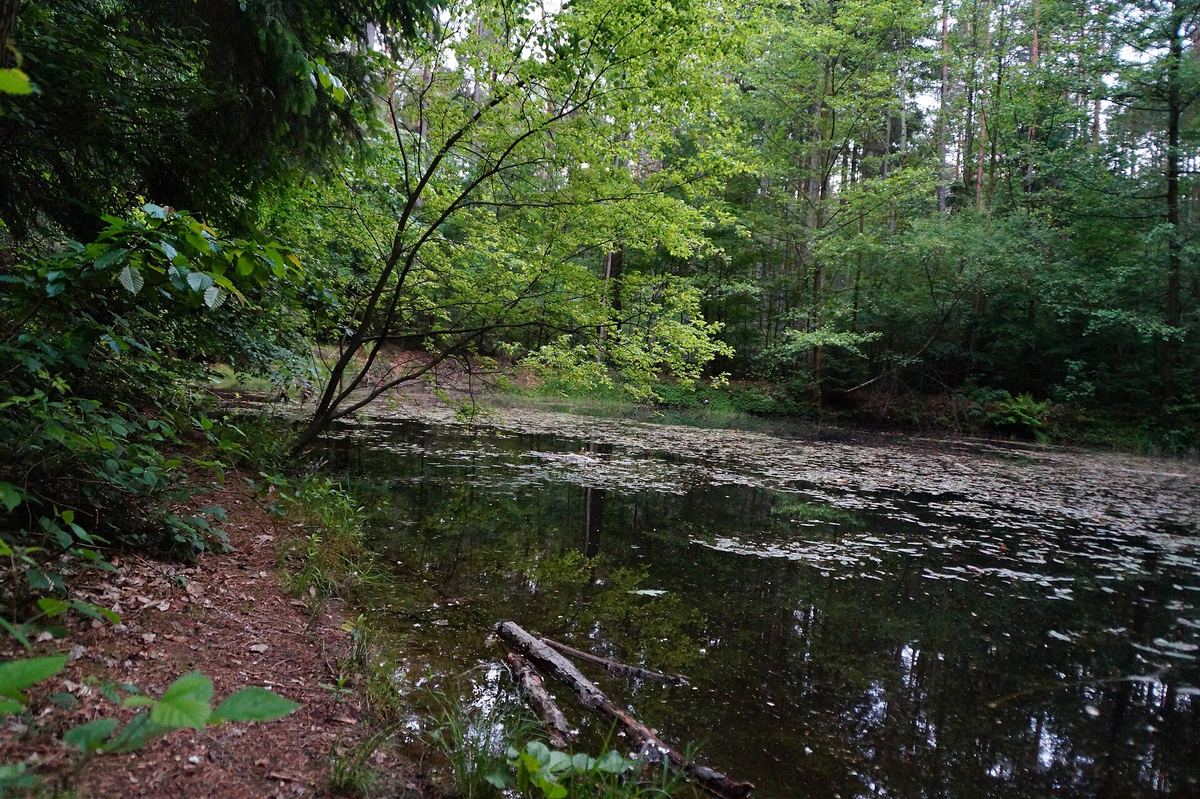 Stiller Weiher zwischen Bäumen im Fürther Stadtwald